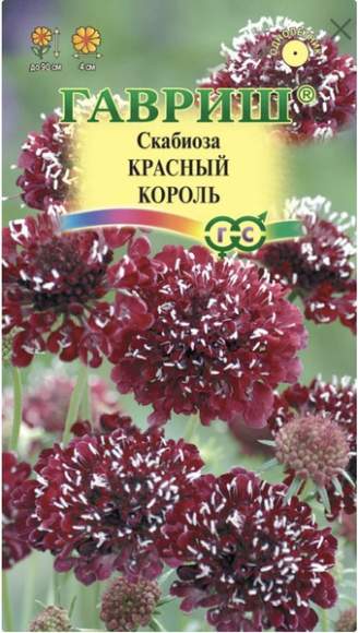 Скабиоза темно-пурпурная Красный король (гавриш) 6шт  – купить в г. Волгоград