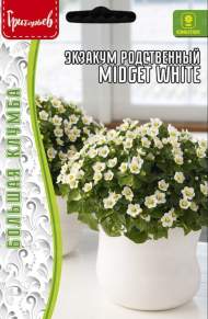 Экзакум родственный Midget white (Григорьев) 10 шт
