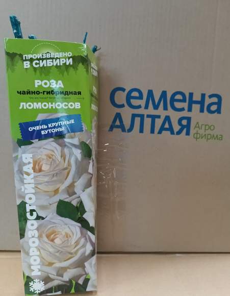 Роза Алтай чайно-гибридная Ломоносов 1шт   – купить в г. Волгоград