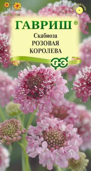 Скабиоза темно-пурпурная Розовая королева (гавриш) 6шт  – купить в г. Волгоград