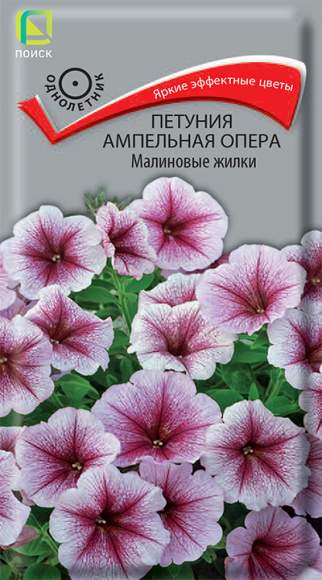 Петуния ампельная опера Малиновые жилки (поиск) 5шт  – купить в г. Волгоград