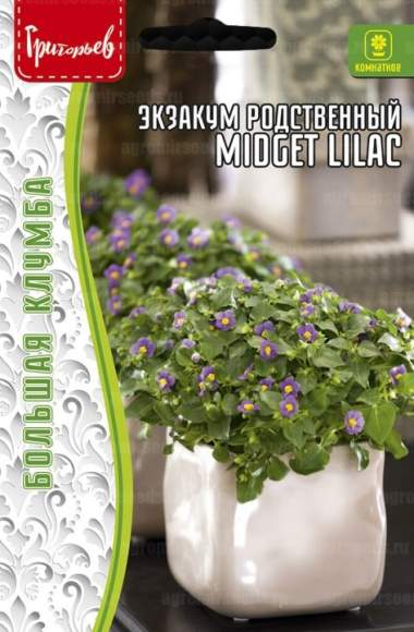 Экзакум родственный Midget lilac (Григорьев) 10 шт  – купить в г. Волгоград