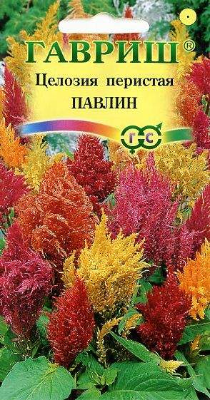 Целозия перистая Павлин (гавриш) 0,05гр  – купить в г. Волгоград