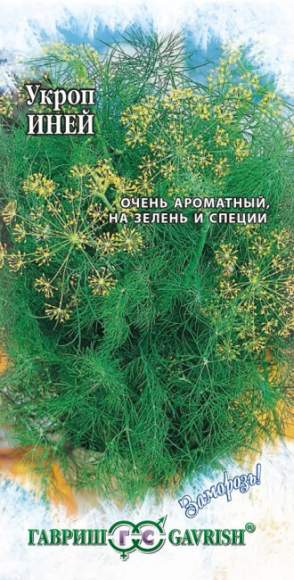 Укроп Иней (гавриш) 2,0 гр – купить в г. Волгоград Укроп Иней (гавриш) 2,0 гр – купить в г. Волгоград