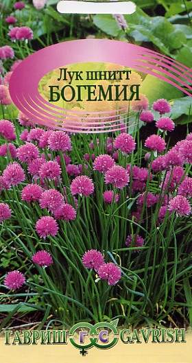 Лук шнитт Богемия (гавриш) 0,5гр  – купить в г. Волгоград