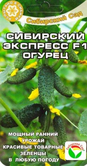 Огурец Сибирский экспресс F1 (сибирский сад) 7 шт  – купить в г. Волгоград