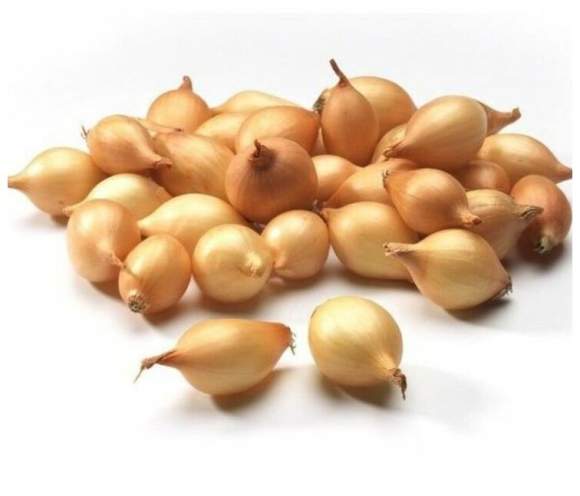  Лук-севок Стурон 10-21мм (Голландия)  – купить в г. Волгоград