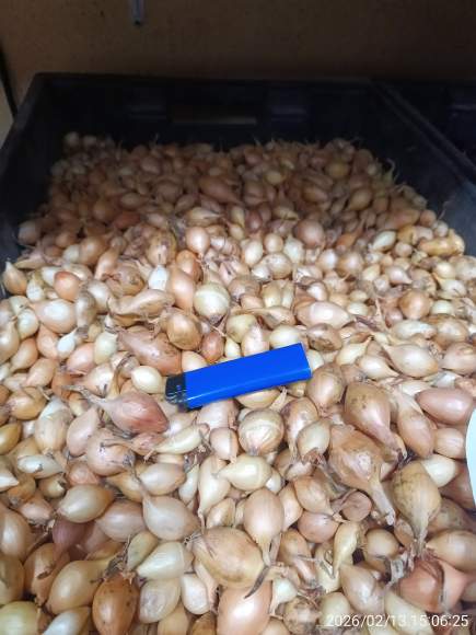  Лук-севок Стурон 10-21мм (Голландия)  – купить в г. Волгоград