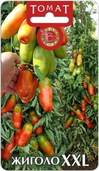 Томат Жиголо XXL (биотехника) 10 шт  – купить в г. Волгоград