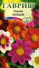 Георгина Миньон (гавриш) 0,3гр  – купить в г. Волгоград