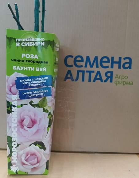 Роза Алтай чайно-гибридная Баунти Вей 1шт   – купить в г. Волгоград
