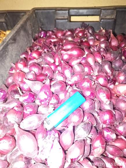 Лук-севок Ред Барон разбор 20/24 (Голландия) – купить в г. Волгоград Лук-севок Ред Барон разбор 20/24 (Голландия) – купить в г. Волгоград