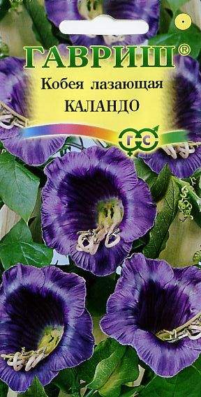 Кобея лазающая Каландо (гавриш) 5 шт – купить в г. Волгоград Кобея лазающая Каландо (гавриш) 5 шт – купить в г. Волгоград