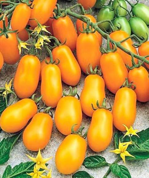 Томат Финик желтый F1 (нк) 15шт – купить в г. Волгоград Томат Финик желтый F1 (нк) 15шт – купить в г. Волгоград