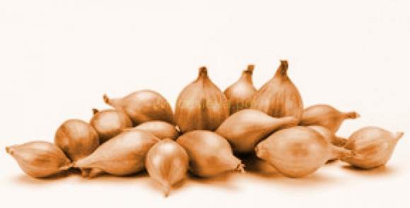  Лук-севок Геркулес F1 10-21мм (Голландия)   – купить в г. Волгоград