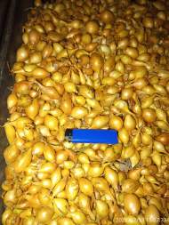  Лук-севок Геркулес F1 10-21мм (Голландия) 