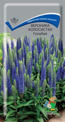 Вероника колосистая Голубая (поиск) 0,1гр  – купить в г. Волгоград