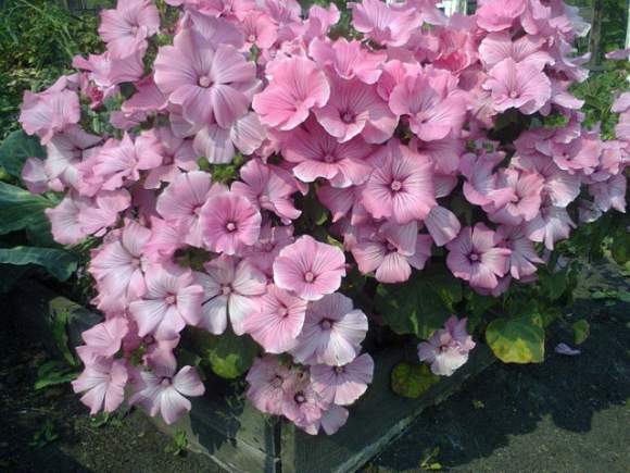 Лаватера Красотка розовая (поиск) 0,3гр  – купить в г. Волгоград