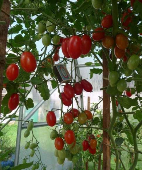 Томат Финик красный F1 (нк)15шт – купить в г. Волгоград Томат Финик красный F1 (нк)15шт – купить в г. Волгоград