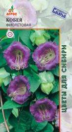 Кобея Фиолетовая (агрос) 5шт – купить в г. Волгоград Кобея Фиолетовая (агрос) 5шт – купить в г. Волгоград
