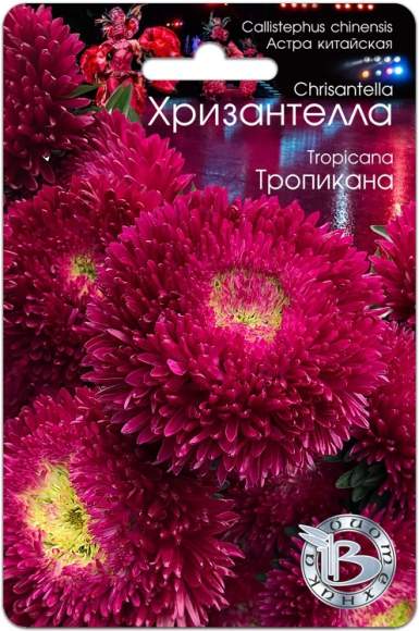 Хризантелла Тропикана (биотехника) 30шт  – купить в г. Волгоград