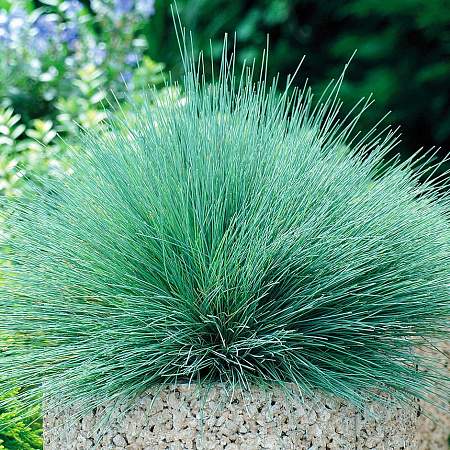 Булавоносец Колючий голубой (сады России) 3шт  – купить в г. Волгоград