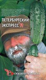 Огурец Петербургский экспресс F1 (биотехника) 8шт  – купить в г. Волгоград