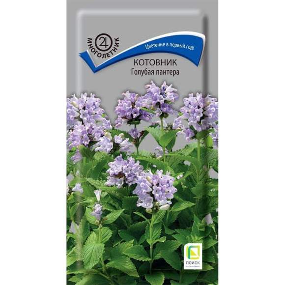 Котовник Голубая пантера (поиск) 10 шт  – купить в г. Волгоград