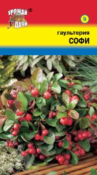 Гаультерия Софи (урожай удачи) 5 шт