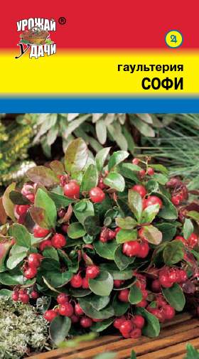 Гаультерия Софи (урожай удачи) 5 шт  – купить в г. Волгоград