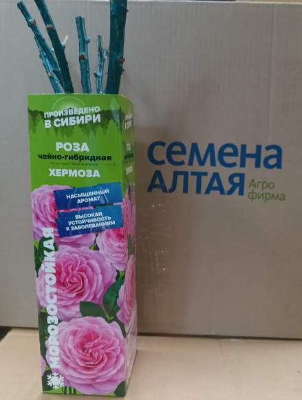 Роза Алтай чайно-гибридная Хермоза 1 шт  – купить в г. Волгоград