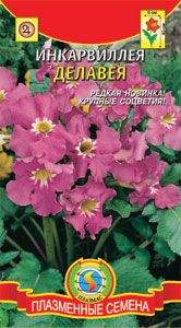 Инкарвиллея Делавея (плазмас) 7шт Инкарвиллея Делавея (плазмас) 7шт