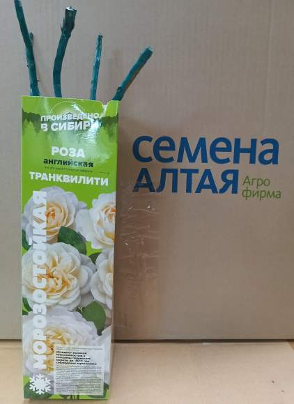 Роза Алтай английская Транквилити 1 шт  – купить в г. Волгоград