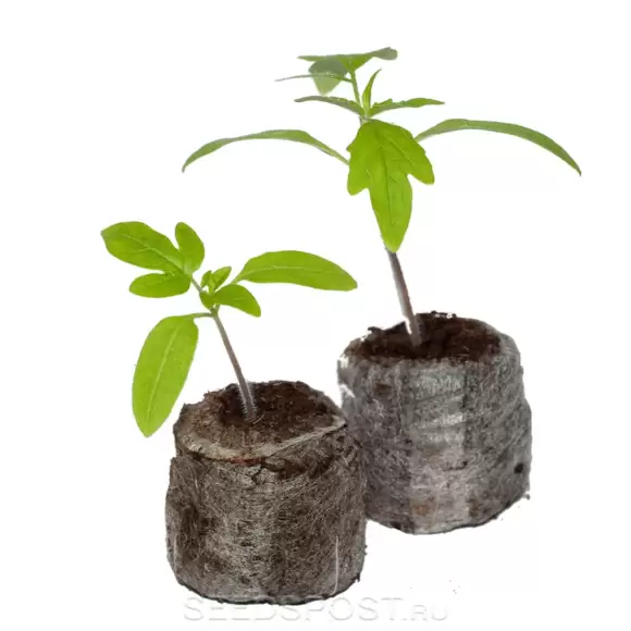 Таблетки Jjiffy-7 d=39мм 1шт.  – купить в г. Волгоград