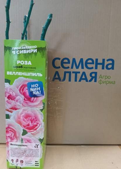 Роза Алтай шраб (кустовая) Велленшпиль 1 шт  – купить в г. Волгоград