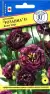 Эустома Розанна блек пир F1 (престиж) 3шт  – купить в г. Волгоград
