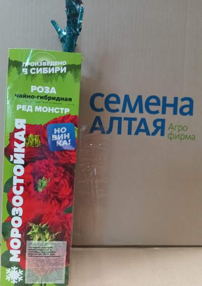Роза Алтай чайно-гибридная Ред Монстр 1 шт  – купить в г. Волгоград
