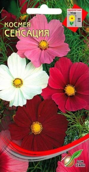 Космея Сенсация (дом семян) 45 шт  – купить в г. Волгоград
