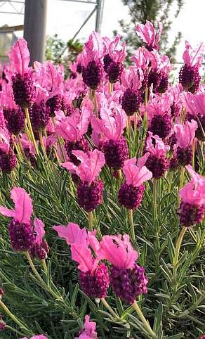 Лаванда бандера Дип роуз (сады России) 5 шт  – купить в г. Волгоград