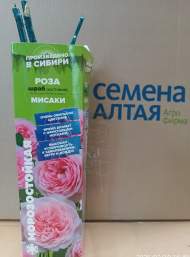 Роза Алтай шраб (кустовая) Мисаки 1 шт