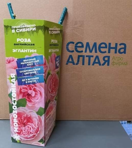 Роза Алтай английская Эглантин 1 шт  – купить в г. Волгоград