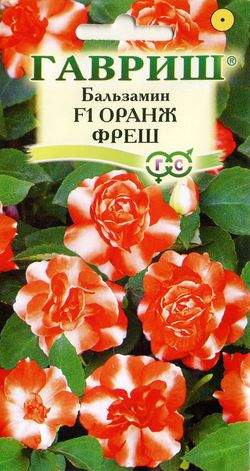 Бальзамин оранж фреш (гавриш) 4шт  – купить в г. Волгоград