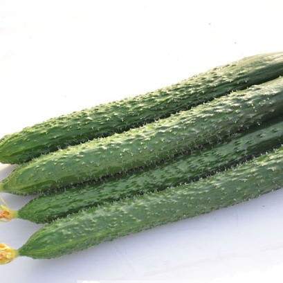 Огурец Китайский Император F1 (поиск) 5шт  – купить в г. Волгоград