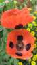 Мак бордюрный Божья коровка (цветущий сад) 0,05 гр однолетник – купить в г. Волгоград Мак бордюрный Божья коровка (цветущий сад) 0,05 гр однолетник – купить в г. Волгоград