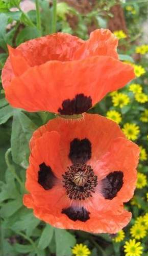 Мак бордюрный Божья коровка (цветущий сад) 0,05 гр однолетник – купить в г. Волгоград Мак бордюрный Божья коровка (цветущий сад) 0,05 гр однолетник – купить в г. Волгоград