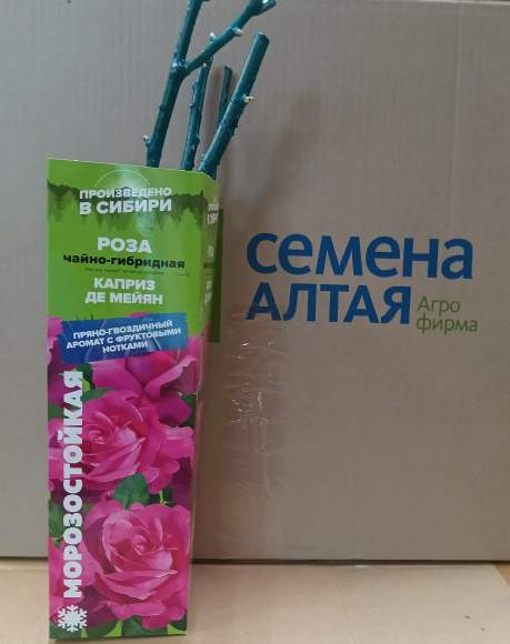 Роза Алтай чайно-гибридная Каприз Де Майян 1 шт  – купить в г. Волгоград