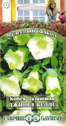 Кобея Джингл беллс (гавриш) 5 шт – купить в г. Волгоград Кобея Джингл беллс (гавриш) 5 шт – купить в г. Волгоград