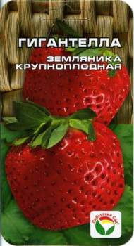 Земляника крупноплодная Гигантелла (сибирский сад) 10 шт Земляника крупноплодная Гигантелла (сибирский сад) 10 шт