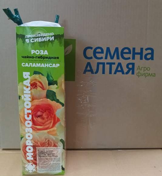 Роза Алтай чайно-гибридная Саламансар 1 шт  – купить в г. Волгоград