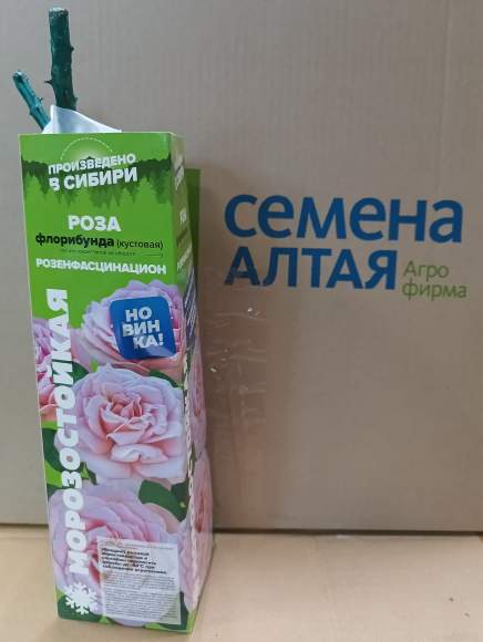 Роза Алтай флорибунда (кустовая) Розенфасцинацион 1 шт – купить в г. Волгоград Роза Алтай флорибунда (кустовая) Розенфасцинацион 1 шт – купить в г. Волгоград